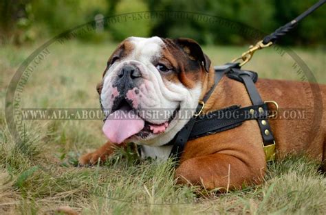 Get the best deal for english bulldog dog harnesses from the largest online selection at ebay.com. Get now Training Tracking Leather Dog Harness for English ...