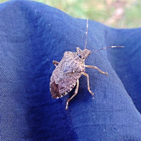 Brown Marmorated Stink Bug Project Noah