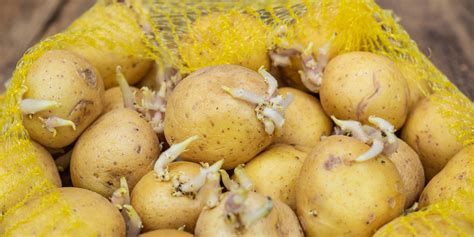What to do with sprouting potatoes? Try planting them | Daily Sabah