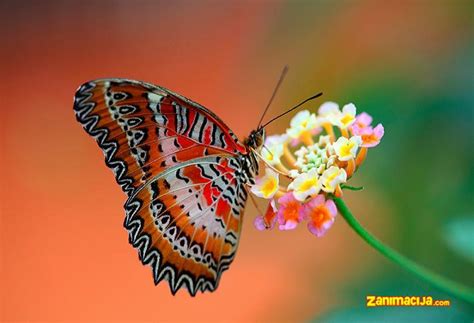 Priroda 3d Slike Za Pozadinu Leptiri I Cveće