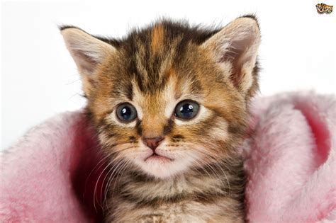 A cat can be a carrier of cat flu (which is caused by a combination of viruses) without necessarily showing symptoms. Feline Influenza - All About Cat Flu | Pets4Homes