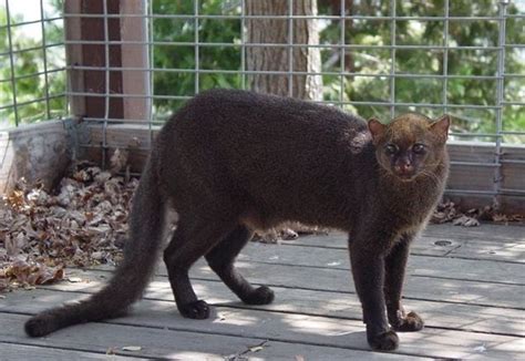 Photos Of Wild Cat Jaguarundi 30 Pics