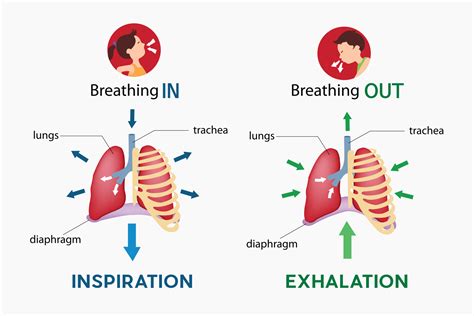 Belly Breathing Restore Rehabilitation Inc