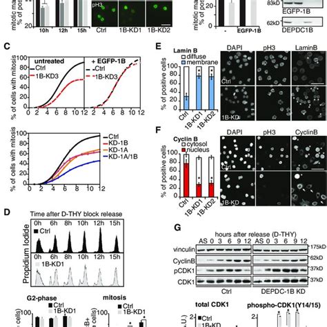 depdc1b silencing delays mitotic entry in human cells download scientific diagram