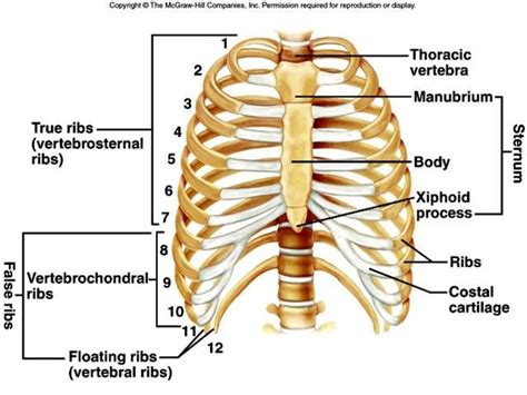 There are twelve pairs of ribs that form the protective cage of the thorax. Pin en Anatomy & Physiology
