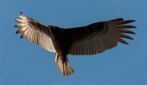 Free Images Wing Sky Flying Wildlife Kite Beak Flight Natural