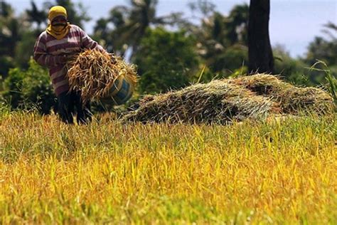 Gender Pay Gap In Philippine Farm Sector Persisted In Psa