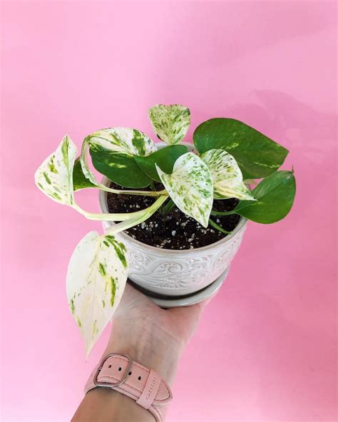 How Cute Is My New Marblequeen Pothos I Have Never Seen Such White