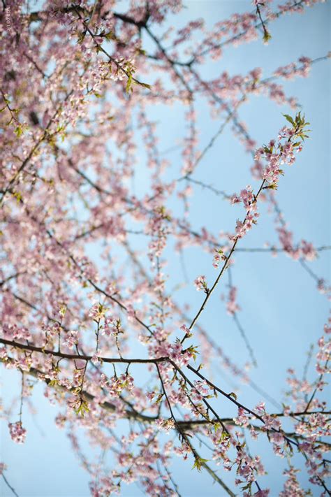 73 Cherry Blossom Desktop Background