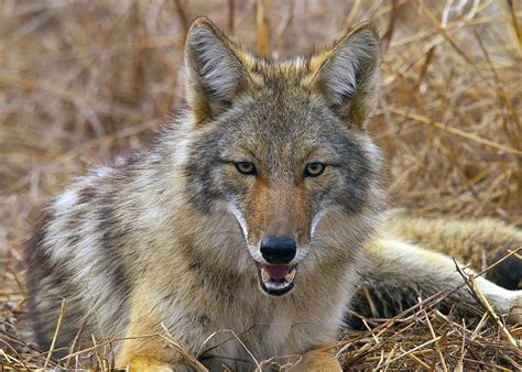 Coyotes Are Wily Predators And Pests Mississippi State University