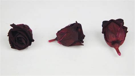 Preserved Roses Kiara 2 Cm 12 Rose Heads Burgundy Si Nature