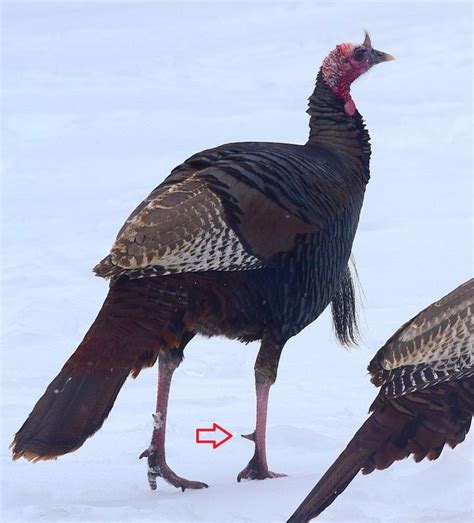 Male Vs Female Turkeys How To Tell The Difference Huntingsage