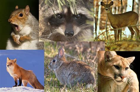 Which Of These Minnesota Animals Can Humans Outrun