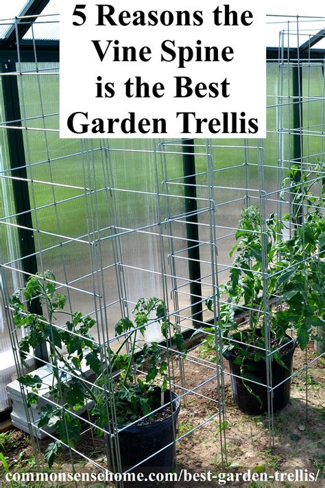 5 Reasons The Vine Spine Is The Best Garden Trellis