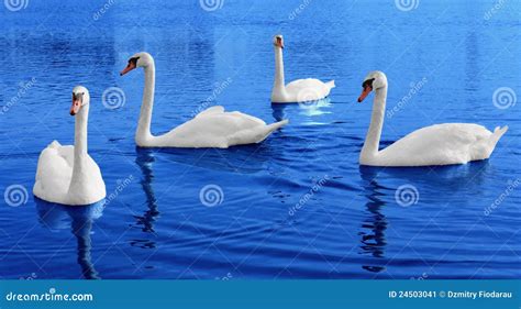 Four White Swans Floats In Blue Water Stock Image Image Of Graceful