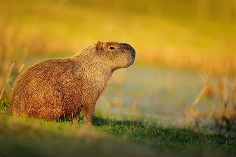 The Cabybara 10 Facts About The Worlds Largest Rodent Worldatlas