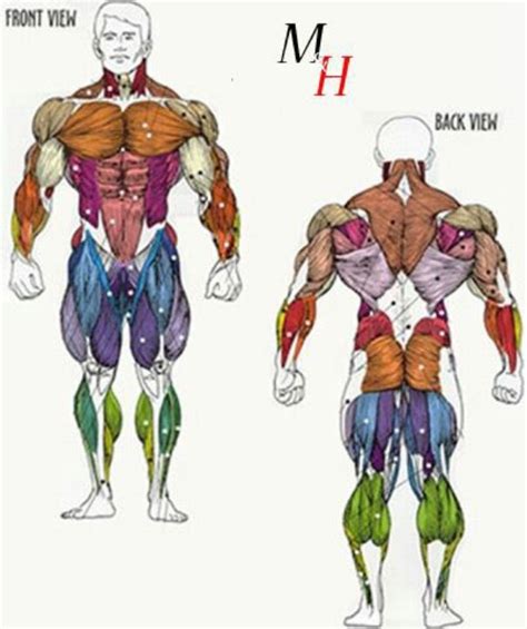 Muscle Anatomy Onsie