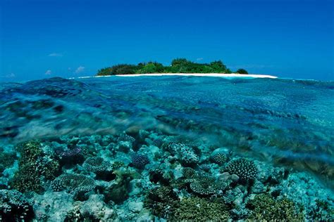 Maldives Coral Reefs Latest Victims Of Political Power