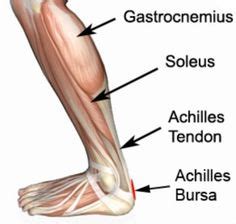 The gastrocnemius is the big muscle at the back of the lower leg. 1000+ images about A&P .. God Help Me !! on Pinterest | Anatomy and physiology, Human anatomy ...