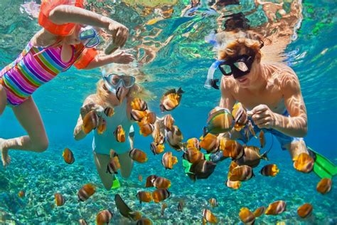 Aruba Snorkeling Guide For January Island Life Caribbean