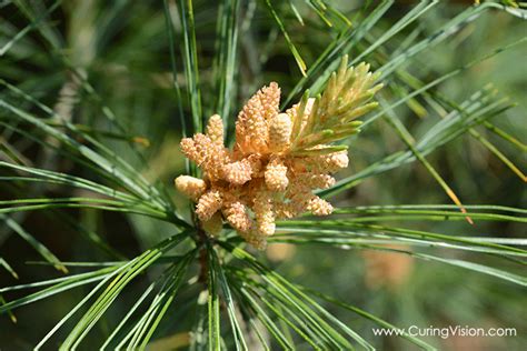 How To Harvest Pine Pollen Curing Vision