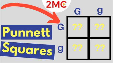 What Is A Punnett Square And Why Is It Useful In Genetics Probabilities In Genetics Article