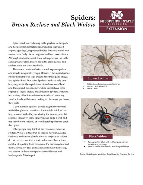 Spiders Brown Recluse And Black Widow Docslib