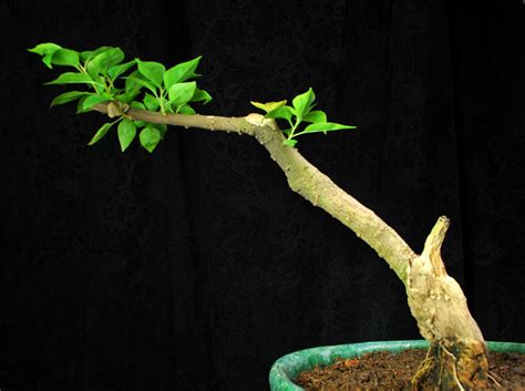 What is the scientific name? Bonsai Deadwood Refinement ~ Bonsai Adventure | A Guide to ...