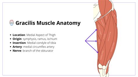 Gracilis Muscle Origin