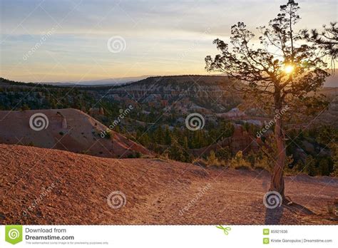Bryce Canyon National Park Utah Sunrise Summer Spring With Small Tree