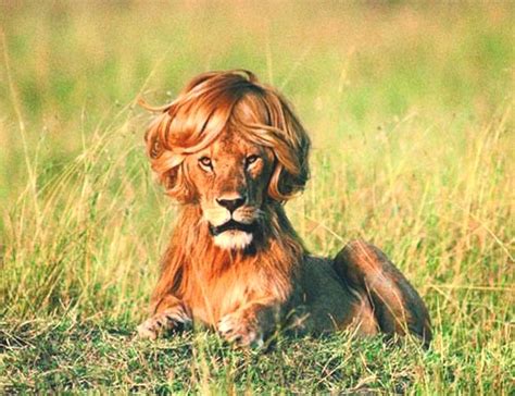 Funny Lion Pictures What A Hairstyle