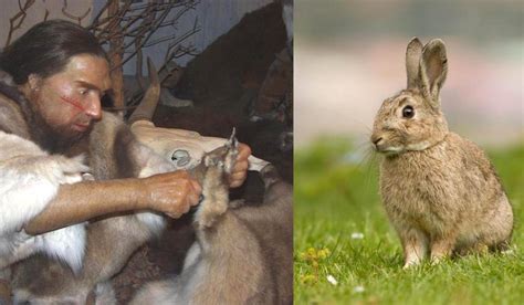 Cuplu iepure urechile caucazian adult. iepuri - Descopera.ro