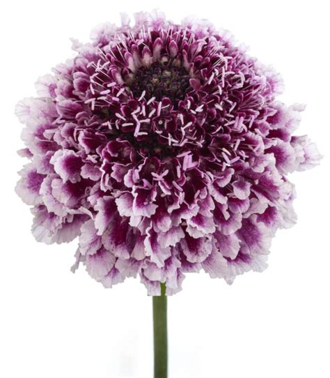Scabiosa Purple Lace Florexpo Catalog