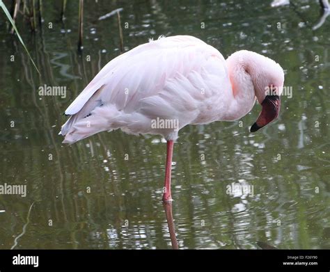 African Lesser Flamingo Phoeniconaias Minor Closeup Standing In The