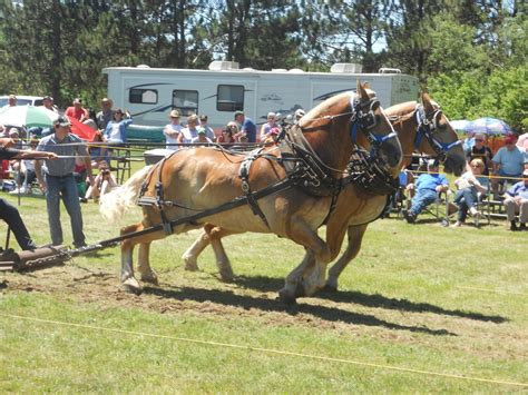 Pulverized Concepts Draft Horse Action In Chetek Wisconsin