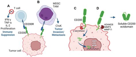 Oncotarget The Immunoregulatory Protein Cd2 Eurekalert