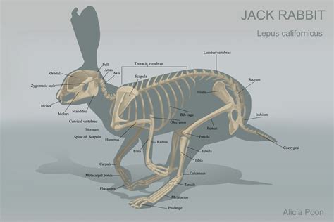 Dog Anatomy Skeleton