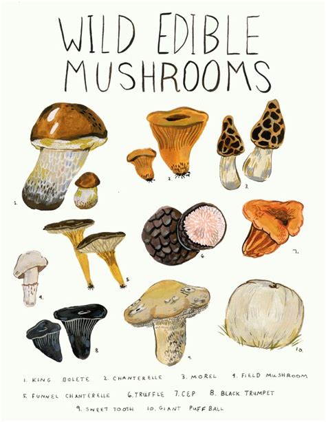 Wild Edible Mushrooms Print Etsy