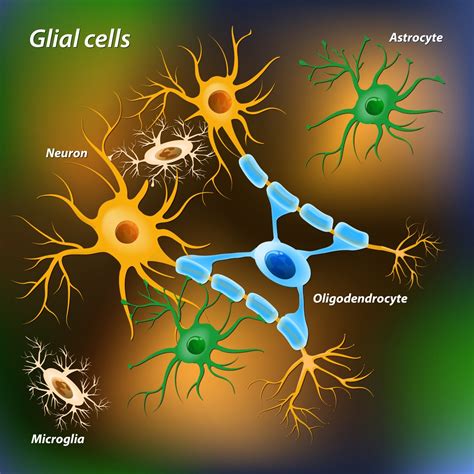 Glial Cells Found To Play A Role In Pain Sensation In Ms Other Disorders