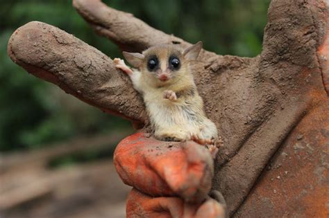Pin on Arboreal Mammals