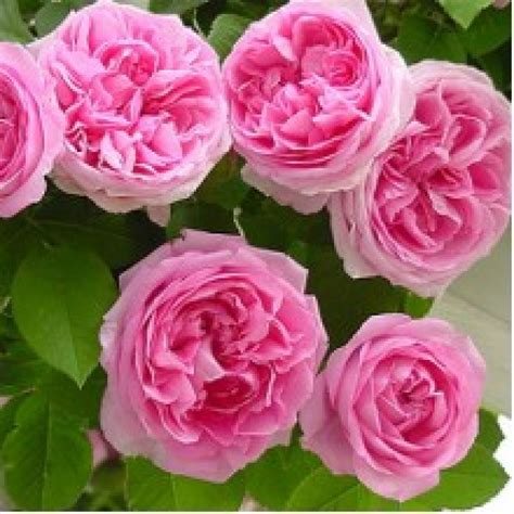 Pink Climbing Rose Varieties