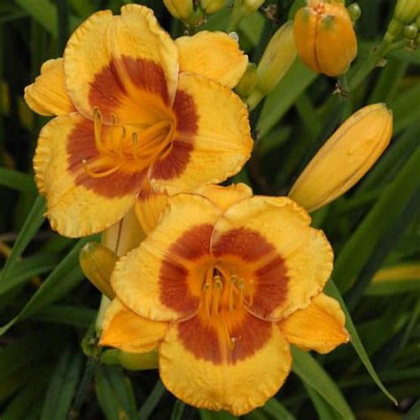 Daylily Hemerocallis Yellow Varieties Longfellows Garden Center