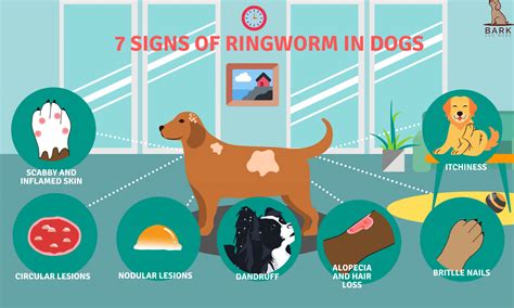 Dog Owner Must Knows About Ringworm In Dogs Bark For More