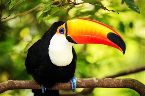 Toucans Wild Animals News And Facts By World Animal Foundation