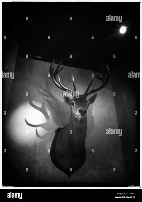 Dead Deer Hanging Hi Res Stock Photography And Images Alamy