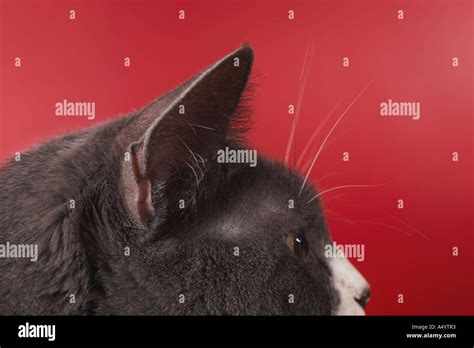 Cat Head Side View Hi Res Stock Photography And Images Alamy