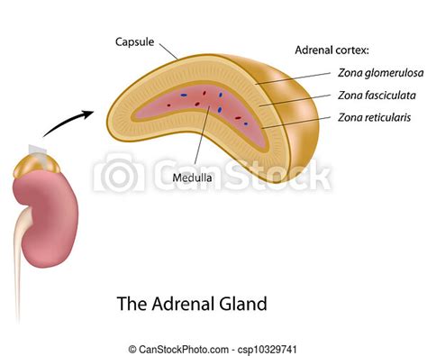 Eps Vector Of The Adrenal Gland Eps10 Anatomy Of Human Adrenal Gland