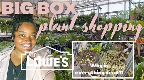 Big Box Plant Shopping Lowes Plant Shopping Youtube
