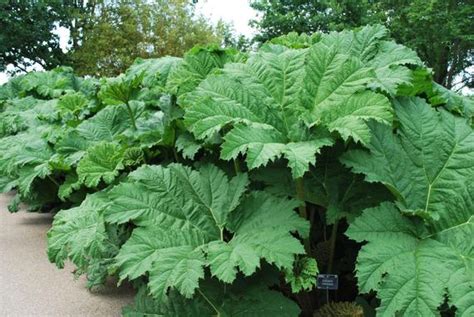 We wanted to share these stunning examples of how striking this. Gunnera Tinctoria (Common Name - Giant Rhubarb) 175mm Pot ...