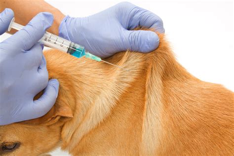 How To Inject A Dog Giving An Injection Step By Step Pets Sos
